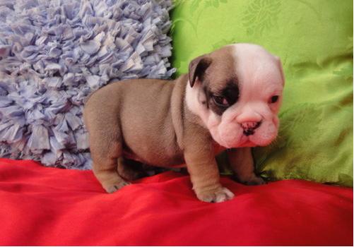
Precio Bulldog...........<strong>   $35,000.00  A   $60,000.00    (dependiendo la calidad)</strong> <br><br>


100% pura raza, registrados todos los papeles en regla se envian a cualquier parte de la Republica.<br><br> 

<li>Contrato de compraventa<br><br></li>


<li>Seguro de vida gratuito por escrito de 5 años que cubre muerte en caso de cuestiones virales</li>
<br><br>

<li>Garantía de Pureza Racial<br><br></li>

<li>Certificado de registro inicial que extiende la Federación Canófila Mexicana donde los cachorros se entregan con tatuaje y microchip</li>

