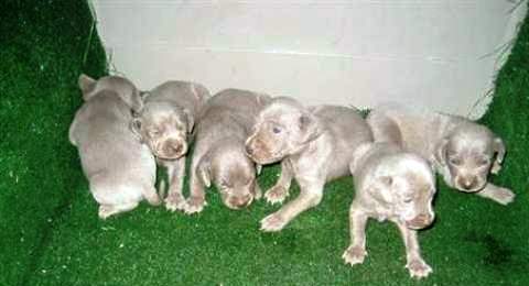 
Precio Siberian Weimaraner...........<strong>$16,500.00</strong> <br><br>


100% pura raza, registrados todos los papeles en regla se envian a cualquier parte de la Republica.<br><br> 

<li>Contrato de compraventa<br><br></li>


<li>Seguro de vida gratuito por escrito de 5 años que cubre muerte en caso de cuestiones virales</li>
<br><br>

<li>Garantía de Pureza Racial<br><br></li>

<li>Certificado de registro inicial que extiende la Federación Canófila Mexicana donde los cachorros se entregan con tatuaje y microchip</li>

