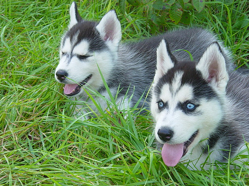 CACHORROS HUSKY SIBERIANO