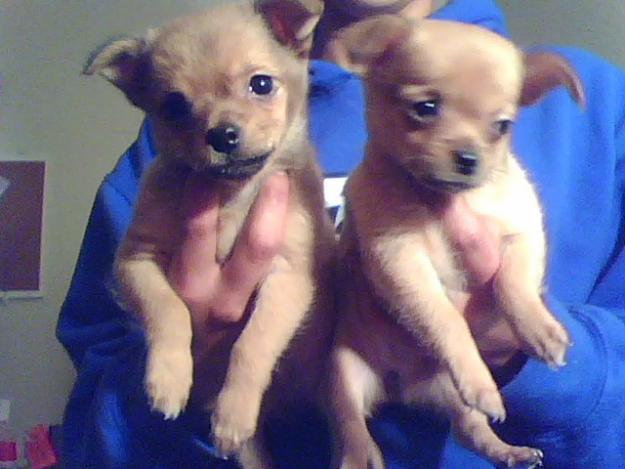 
Precio Chihuahua...........<strong>     $16,500.00  A   $20,000.00    (dependiendo del tamaño y color)</strong> <br><br>


100% pura raza, registrados todos los papeles en regla se envian a cualquier parte de la Republica.<br><br> 

<li>Contrato de compraventa<br><br></li>


<li>Seguro de vida gratuito por escrito de 5 años que cubre muerte en caso de cuestiones virales</li>
<br><br>

<li>Garantía de Pureza Racial<br><br></li>

<li>Certificado de registro inicial que extiende la Federación Canófila Mexicana donde los cachorros se entregan con tatuaje y microchip</li>

