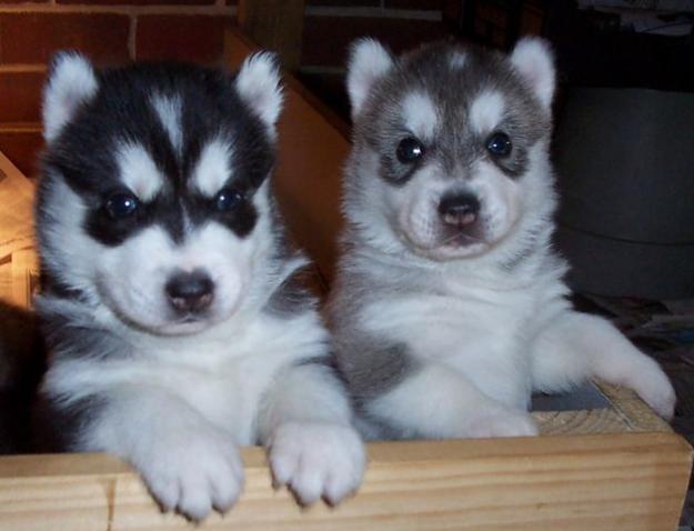 
Precio Siberian husky...........<strong>            $18,500.00  A  $22,000.00  (dependiendo del color)</strong> <br><br>


100% pura raza, registrados todos los papeles en regla se envian a cualquier parte de la Republica.<br><br> 

<li>Contrato de compraventa<br><br></li>


<li>Seguro de vida gratuito por escrito de 5 años que cubre muerte en caso de cuestiones virales</li>
<br><br>

<li>Garantía de Pureza Racial<br><br></li>

<li>Certificado de registro inicial que extiende la Federación Canófila Mexicana donde los cachorros se entregan con tatuaje y microchip</li>

