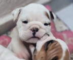 Bonitos bulldog ingles, blanco con café, 2 hembras, 1 macho, padre como pedrigee,bonito regalo para el 14 de febrero, están hermosos calidad,