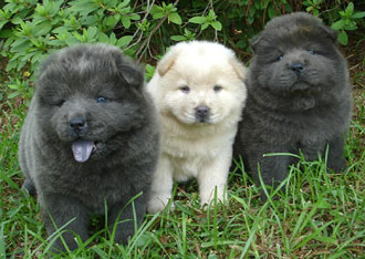 espectacular camada de cachorros chow chow