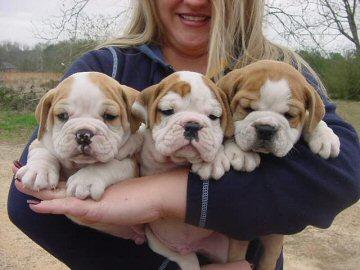 
Precio Bulldog...........<strong>   $35,000.00  A   $60,000.00    (dependiendo la calidad)</strong> <br><br>


100% pura raza, registrados todos los papeles en regla se envian a cualquier parte de la Republica.<br><br> 

<li>Contrato de compraventa<br><br></li>


<li>Seguro de vida gratuito por escrito de 5 años que cubre muerte en caso de cuestiones virales</li>
<br><br>

<li>Garantía de Pureza Racial<br><br></li>

<li>Certificado de registro inicial que extiende la Federación Canófila Mexicana donde los cachorros se entregan con tatuaje y microchip</li>

