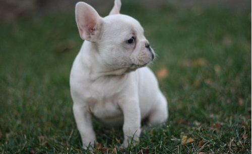 Cachorros bulldog francés