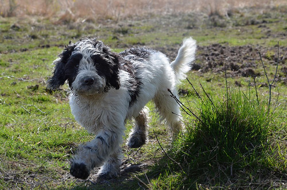 Springer Spaniel Cruz caniche miniatura