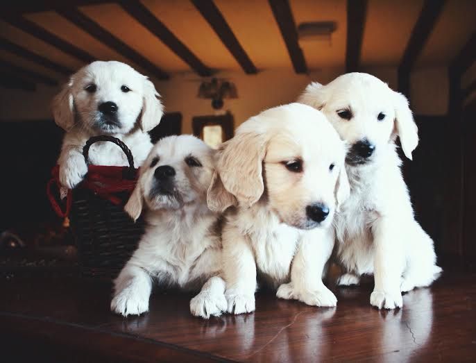 Kc registrados Golden retriever cachorros