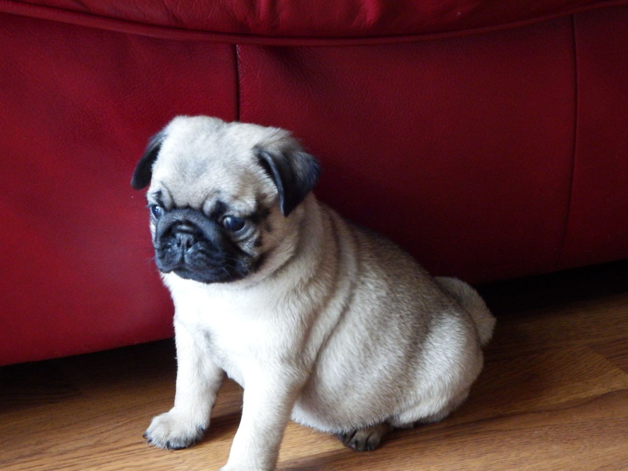 
Precio Pug...........<strong> $18,000.00  A   $20,000.00  (dependiendo del  color)</strong> <br><br>


100% pura raza, registrados todos los papeles en regla se envian a cualquier parte de la Republica.<br><br> 

<li>Contrato de compraventa<br><br></li>


<li>Seguro de vida gratuito por escrito de 5 años que cubre muerte en caso de cuestiones virales</li>
<br><br>

<li>Garantía de Pureza Racial<br><br></li>

<li>Certificado de registro inicial que extiende la Federación Canófila Mexicana donde los cachorros se entregan con tatuaje y microchip</li>

