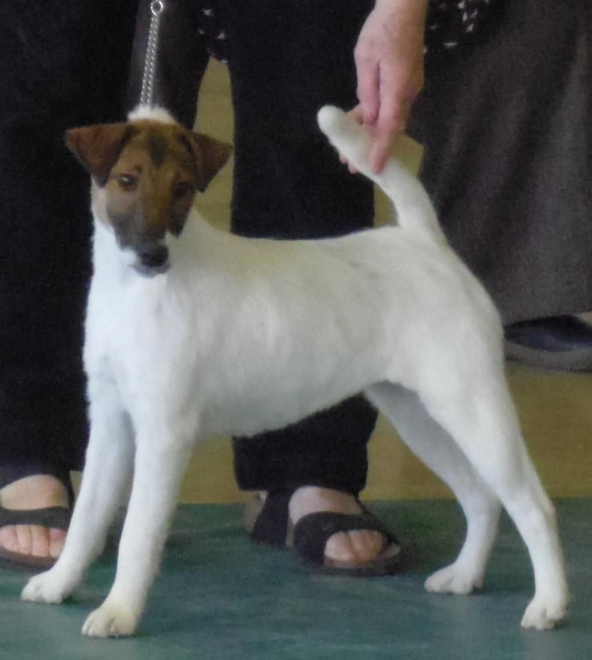  Excelente perspectiva de alguien que está interesado en tomar mostrando o sería una buena mascota de aspecto elegante. De buena voluntad, feliz cachorro. Todas las vacunas, la salud comprobada y asegurada