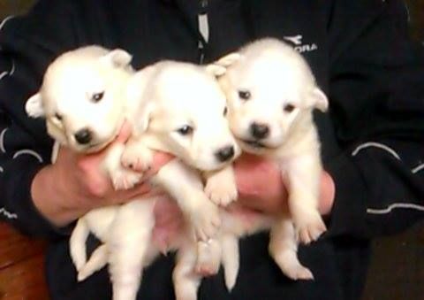 Samoyedo cachorros   