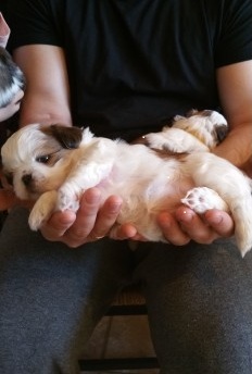 cachorro para su aprobación