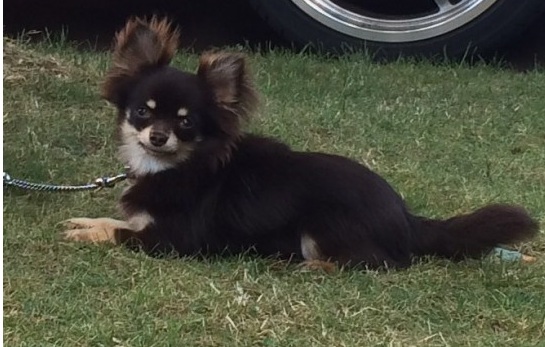 cachorro para su aprobación