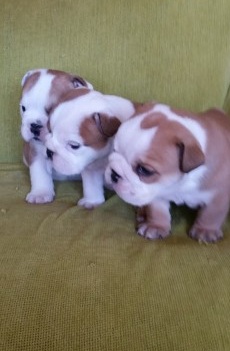 
Precio Bulldog...........<strong>   $35,000.00  A   $60,000.00    (dependiendo la calidad)</strong> <br><br>


100% pura raza, registrados todos los papeles en regla se envian a cualquier parte de la Republica.<br><br> 

<li>Contrato de compraventa<br><br></li>


<li>Seguro de vida gratuito por escrito de 5 años que cubre muerte en caso de cuestiones virales</li>
<br><br>

<li>Garantía de Pureza Racial<br><br></li>

<li>Certificado de registro inicial que extiende la Federación Canófila Mexicana donde los cachorros se entregan con tatuaje y microchip</li>

