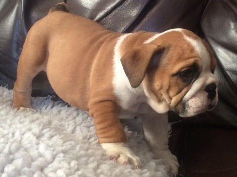 
Precio Bulldog...........<strong>   $35,000.00  A   $60,000.00    (dependiendo la calidad)</strong> <br><br>


100% pura raza, registrados todos los papeles en regla se envian a cualquier parte de la Republica.<br><br> 

<li>Contrato de compraventa<br><br></li>


<li>Seguro de vida gratuito por escrito de 5 años que cubre muerte en caso de cuestiones virales</li>
<br><br>

<li>Garantía de Pureza Racial<br><br></li>

<li>Certificado de registro inicial que extiende la Federación Canófila Mexicana donde los cachorros se entregan con tatuaje y microchip</li>

