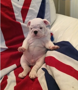 
Precio Bulldog...........<strong>   $35,000.00  A   $60,000.00    (dependiendo la calidad)</strong> <br><br>


100% pura raza, registrados todos los papeles en regla se envian a cualquier parte de la Republica.<br><br> 

<li>Contrato de compraventa<br><br></li>


<li>Seguro de vida gratuito por escrito de 5 años que cubre muerte en caso de cuestiones virales</li>
<br><br>

<li>Garantía de Pureza Racial<br><br></li>

<li>Certificado de registro inicial que extiende la Federación Canófila Mexicana donde los cachorros se entregan con tatuaje y microchip</li>

