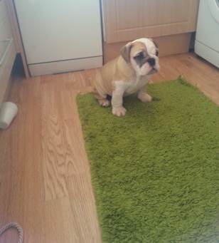 
Precio Bulldog...........<strong>   $35,000.00  A   $60,000.00    (dependiendo la calidad)</strong> <br><br>


100% pura raza, registrados todos los papeles en regla se envian a cualquier parte de la Republica.<br><br> 

<li>Contrato de compraventa<br><br></li>


<li>Seguro de vida gratuito por escrito de 5 años que cubre muerte en caso de cuestiones virales</li>
<br><br>

<li>Garantía de Pureza Racial<br><br></li>

<li>Certificado de registro inicial que extiende la Federación Canófila Mexicana donde los cachorros se entregan con tatuaje y microchip</li>

