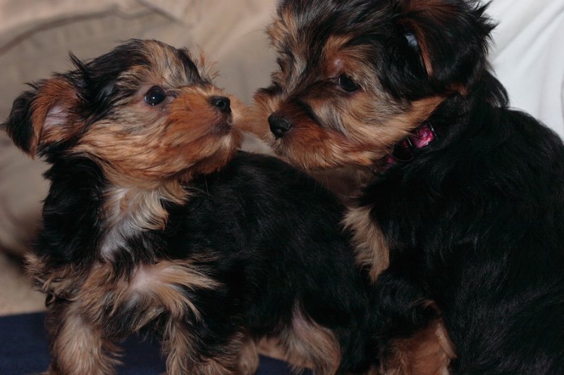 Hermosa camada de cachorros Yorkie para su adopción en los hogares de cuidado