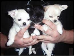 Chihuahua cachorros hermosos