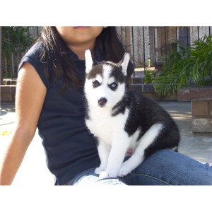 
Precio Siberian husky...........<strong>            $18,500.00  A  $22,000.00  (dependiendo del color)</strong> <br><br>


100% pura raza, registrados todos los papeles en regla se envian a cualquier parte de la Republica.<br><br> 

<li>Contrato de compraventa<br><br></li>


<li>Seguro de vida gratuito por escrito de 5 años que cubre muerte en caso de cuestiones virales</li>
<br><br>

<li>Garantía de Pureza Racial<br><br></li>

<li>Certificado de registro inicial que extiende la Federación Canófila Mexicana donde los cachorros se entregan con tatuaje y microchip</li>

