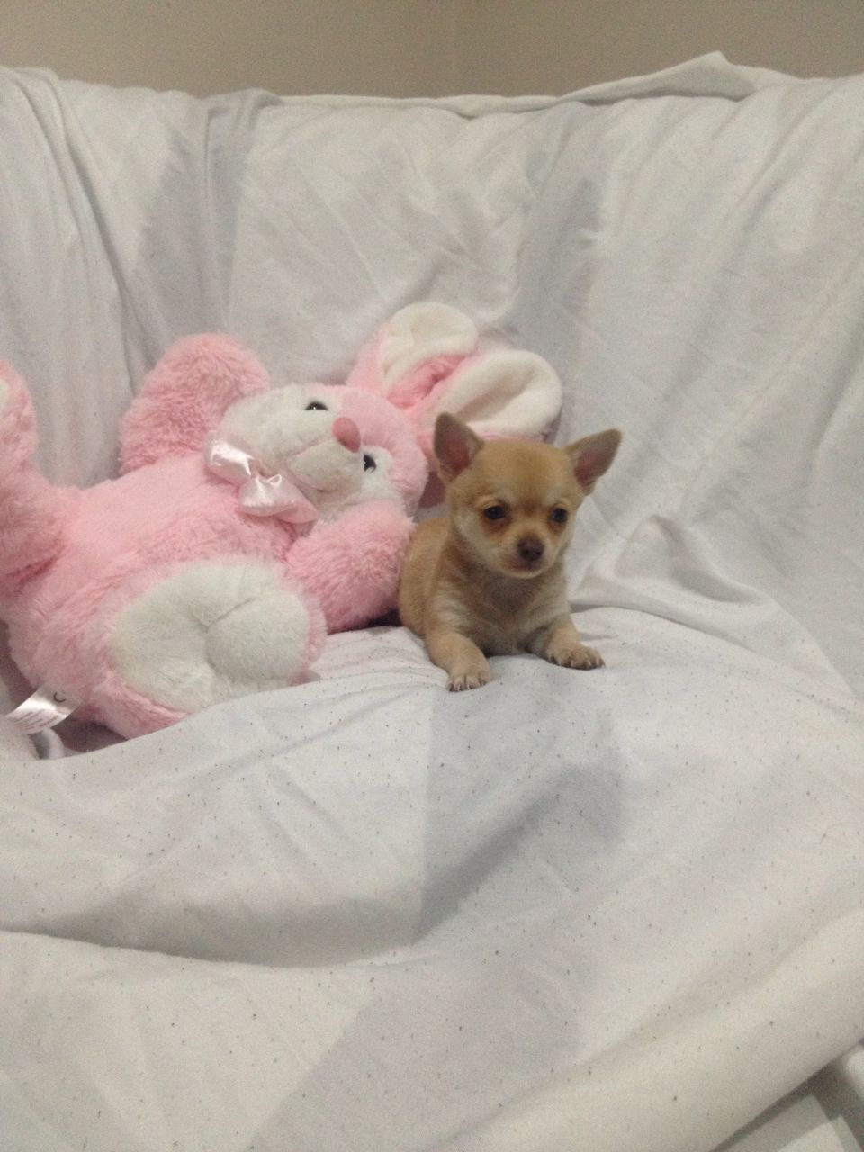 chihuahua cachorros macho y hembra para la venta