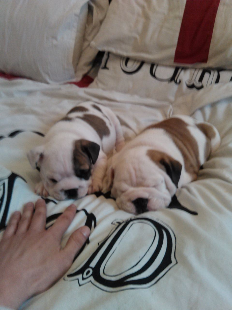 
Precio Bulldog...........<strong>   $35,000.00  A   $60,000.00    (dependiendo la calidad)</strong> <br><br>


100% pura raza, registrados todos los papeles en regla se envian a cualquier parte de la Republica.<br><br> 

<li>Contrato de compraventa<br><br></li>


<li>Seguro de vida gratuito por escrito de 5 años que cubre muerte en caso de cuestiones virales</li>
<br><br>

<li>Garantía de Pureza Racial<br><br></li>

<li>Certificado de registro inicial que extiende la Federación Canófila Mexicana donde los cachorros se entregan con tatuaje y microchip</li>

