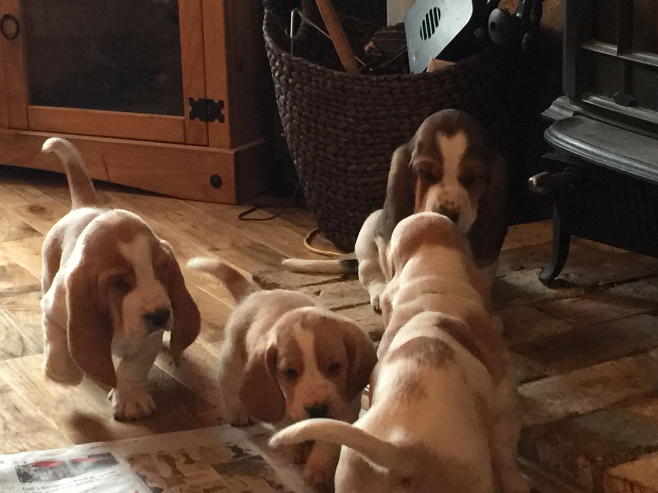 
Precio Basset hound...........<strong>$16,500.00</strong> <br><br>

100% pura raza, registrados todos los papeles en regla se envian a cualquier parte de la Republica.<br><br> 

<li>Contrato de compraventa<br><br></li>


<li>Seguro de vida gratuito por escrito de 5 años que cubre muerte en caso de cuestiones virales</li>
<br><br>

<li>Garantía de Pureza Racial<br><br></li>


<li>Certificado de registro inicial que extiende la Federación Canófila Mexicana donde los cachorros se entregan con tatuaje y microchip<br><br></li>

