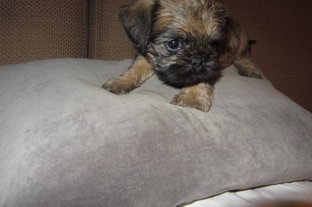 GRIFONES DE BRUSELAS VENDO