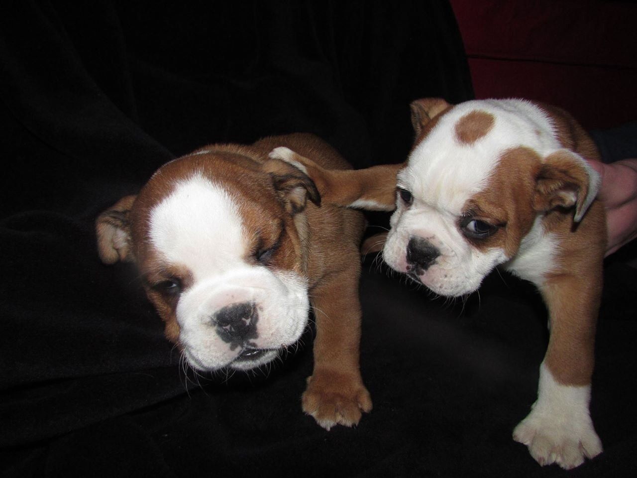 
Precio Bulldog...........<strong>   $35,000.00  A   $60,000.00    (dependiendo la calidad)</strong> <br><br>


100% pura raza, registrados todos los papeles en regla se envian a cualquier parte de la Republica.<br><br> 

<li>Contrato de compraventa<br><br></li>


<li>Seguro de vida gratuito por escrito de 5 años que cubre muerte en caso de cuestiones virales</li>
<br><br>

<li>Garantía de Pureza Racial<br><br></li>

<li>Certificado de registro inicial que extiende la Federación Canófila Mexicana donde los cachorros se entregan con tatuaje y microchip</li>

