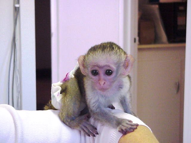 Monos capuchinos Encanto disponibles para adopción