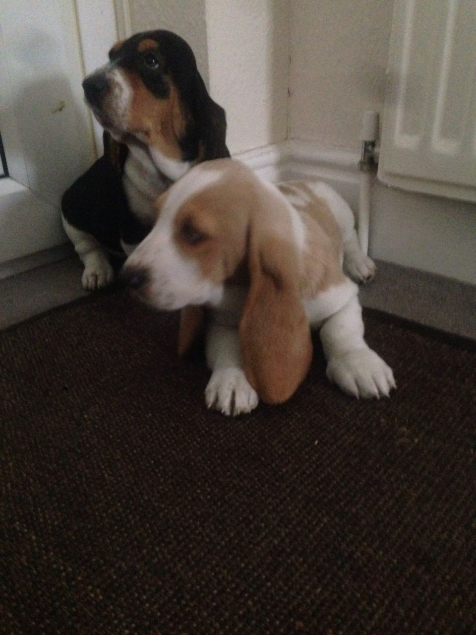 
Precio Basset hound...........<strong>$16,500.00</strong> <br><br>

100% pura raza, registrados todos los papeles en regla se envian a cualquier parte de la Republica.<br><br> 

<li>Contrato de compraventa<br><br></li>


<li>Seguro de vida gratuito por escrito de 5 años que cubre muerte en caso de cuestiones virales</li>
<br><br>

<li>Garantía de Pureza Racial<br><br></li>


<li>Certificado de registro inicial que extiende la Federación Canófila Mexicana donde los cachorros se entregan con tatuaje y microchip<br><br></li>

