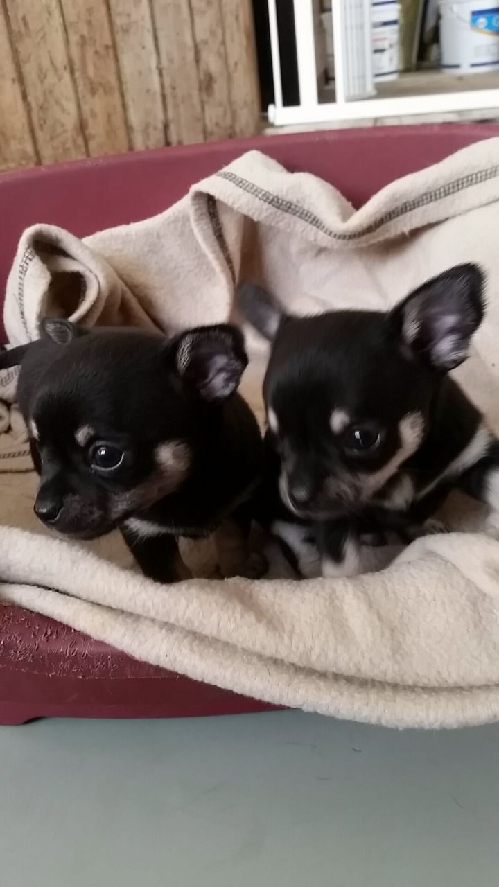 Chihuahua cachorros encantadores en Venta