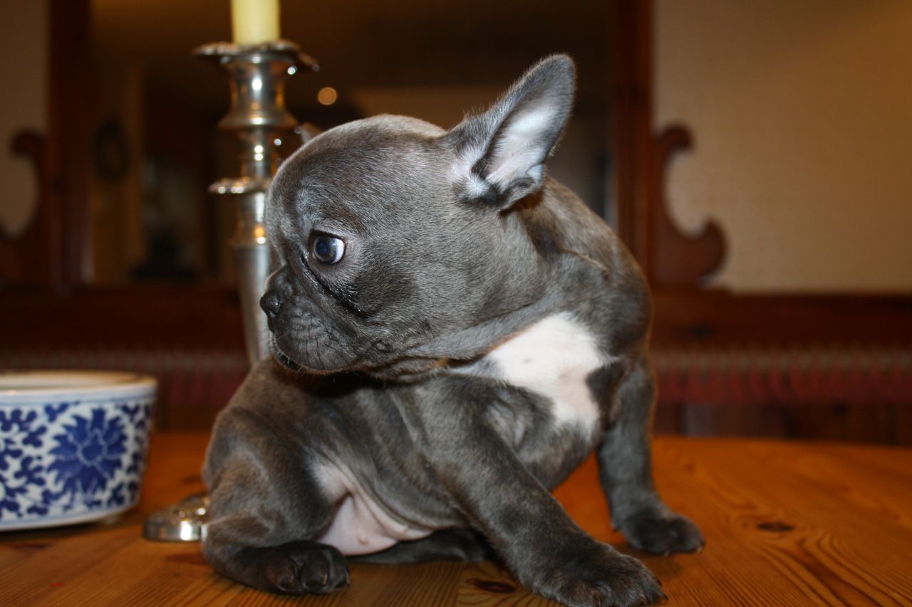 
Precio Bulldog...........<strong>   $35,000.00  A   $60,000.00    (dependiendo la calidad)</strong> <br><br>


100% pura raza, registrados todos los papeles en regla se envian a cualquier parte de la Republica.<br><br> 

<li>Contrato de compraventa<br><br></li>


<li>Seguro de vida gratuito por escrito de 5 años que cubre muerte en caso de cuestiones virales</li>
<br><br>

<li>Garantía de Pureza Racial<br><br></li>

<li>Certificado de registro inicial que extiende la Federación Canófila Mexicana donde los cachorros se entregan con tatuaje y microchip</li>

