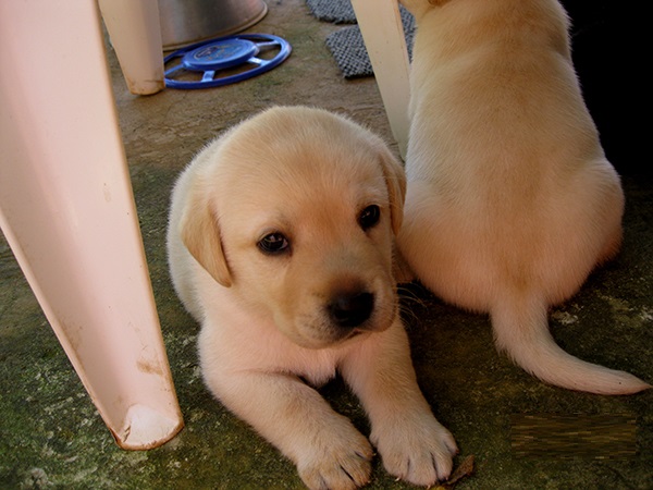 Negro y amarillo Labrador Retriever cachorros