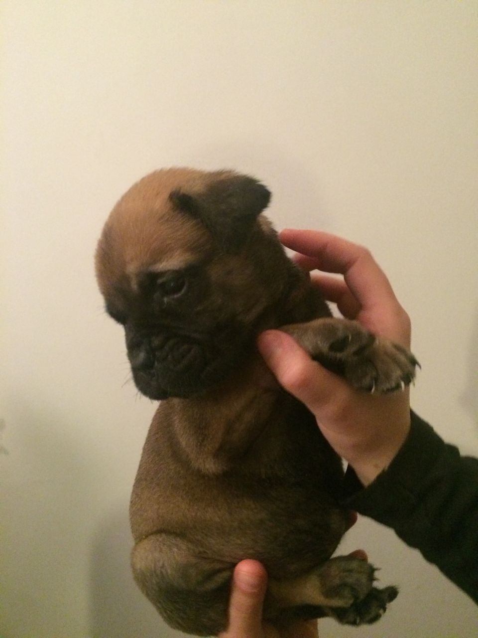 Cachorros Bullmastiff Chunky Venta