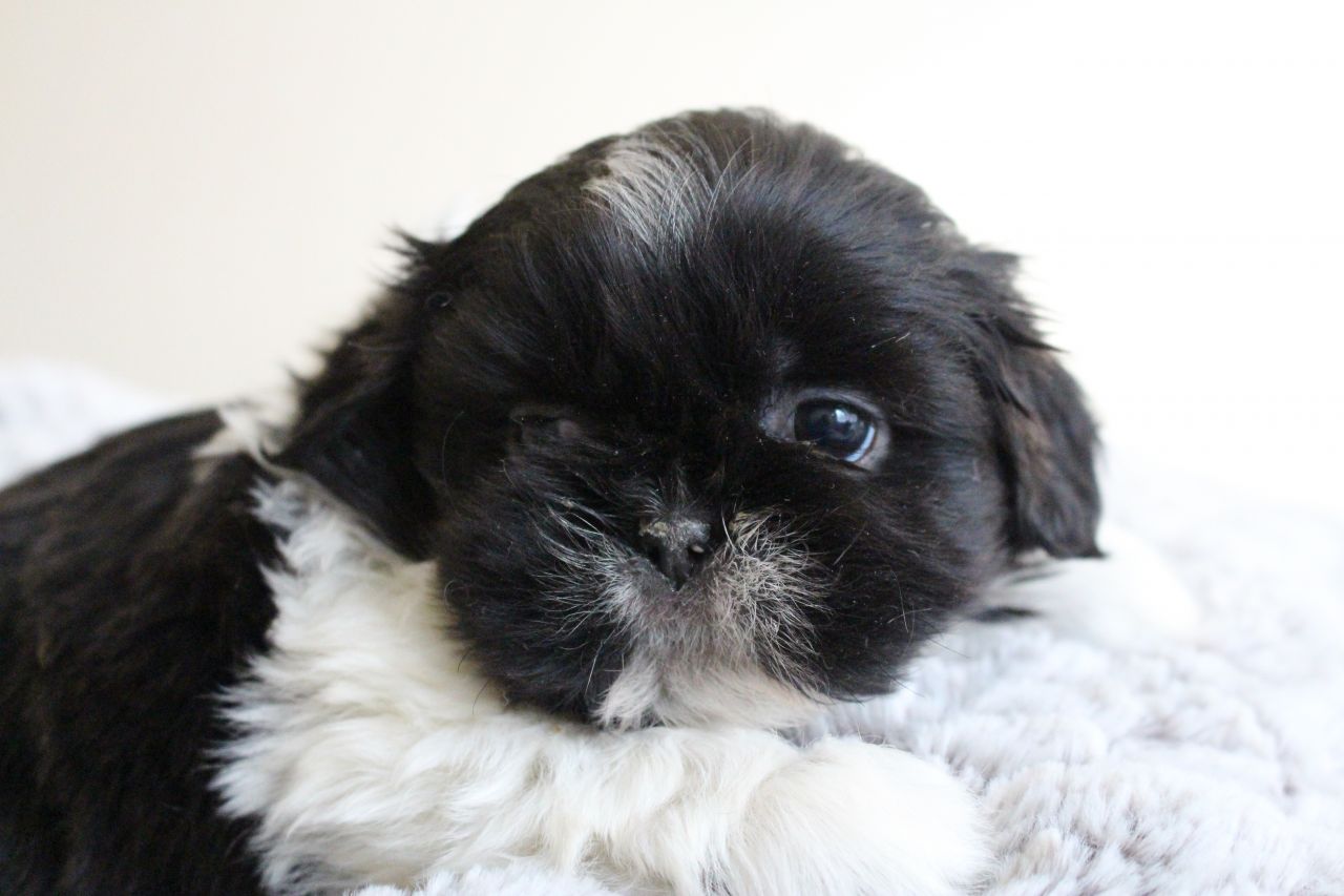 
Precio Shih Tzu...........<strong>          $22,000.00</strong> <br><br>


100% pura raza, registrados todos los papeles en regla se envian a cualquier parte de la Republica.<br><br> 

<li>Contrato de compraventa<br><br></li>


<li>Seguro de vida gratuito por escrito de 5 años que cubre muerte en caso de cuestiones virales</li>
<br><br>

<li>Garantía de Pureza Racial<br><br></li>

<li>Certificado de registro inicial que extiende la Federación Canófila Mexicana donde los cachorros se entregan con tatuaje y microchip</li>

