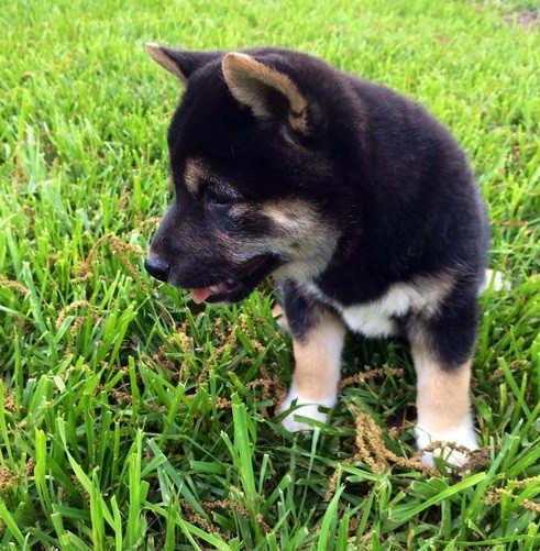 Shiba Inu en Venta