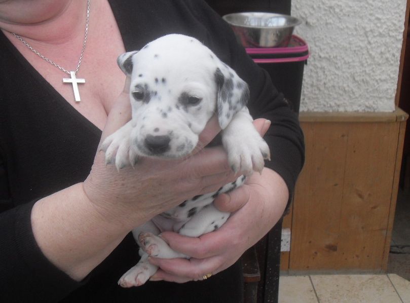 
Precio Dalmata...........<strong>        $16,000.00</strong> <br><br>


100% pura raza, registrados todos los papeles en regla se envian a cualquier parte de la Republica.<br><br> 

<li>Contrato de compraventa<br><br></li>


<li>Seguro de vida gratuito por escrito de 5 años que cubre muerte en caso de cuestiones virales</li>
<br><br>

<li>Garantía de Pureza Racial<br><br></li>

<li>Certificado de registro inicial que extiende la Federación Canófila Mexicana donde los cachorros se entregan con tatuaje y microchip</li>

