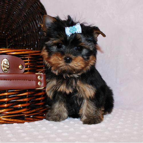 
Precio Yorkshire Terrier...........<strong>$18,000.00   A   $25,000.00  (dependiendo del tamaño, sexo, color y calidad)</strong> <br><br>


100% pura raza, registrados todos los papeles en regla se envian a cualquier parte de la Republica.<br><br> 

<li>Contrato de compraventa<br><br></li>


<li>Seguro de vida gratuito por escrito de 5 años que cubre muerte en caso de cuestiones virales</li>
<br><br>

<li>Garantía de Pureza Racial<br><br></li>

<li>Certificado de registro inicial que extiende la Federación Canófila Mexicana donde los cachorros se entregan con tatuaje y microchip</li>

