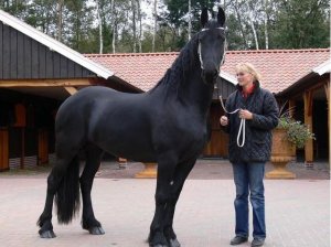 Caballos frisones hermosa para adopciones