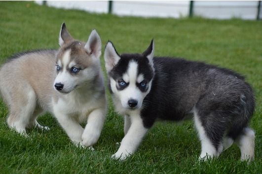 Cachorros husky siberiano para