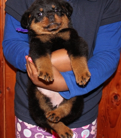 
Precio Rottweiler...........<strong>   $18,000.00</strong> <br><br>


100% pura raza, registrados todos los papeles en regla se envian a cualquier parte de la Republica.<br><br> 

<li>Contrato de compraventa<br><br></li>


<li>Seguro de vida gratuito por escrito de 5 años que cubre muerte en caso de cuestiones virales</li>
<br><br>

<li>Garantía de Pureza Racial<br><br></li>

<li>Certificado de registro inicial que extiende la Federación Canófila Mexicana donde los cachorros se entregan con tatuaje y microchip</li>

