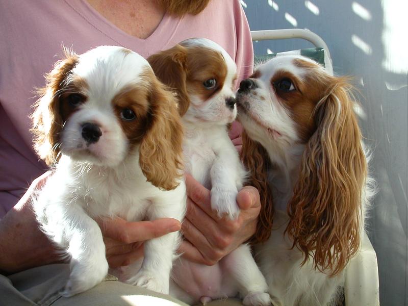 vendo preciosos cachorritos de cavalier de pura raza. con un gran control veterinario, doy los perritos con: • vacunación según edad, desparasitados e identificados con microchip. • cartilla sanitaria e inscripción en el libro de orígenes canino. • pienso para los primeros días. • garantía.