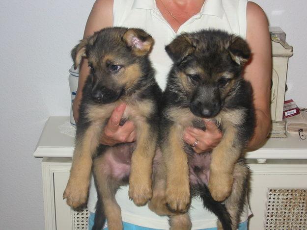 vendo cachorros pastor aleman