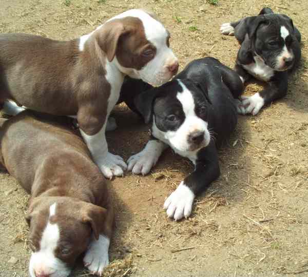 Lindo y adorable cachorros pitbull