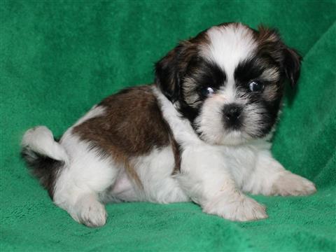 
Precio Shih Tzu...........<strong>          $22,000.00</strong> <br><br>


100% pura raza, registrados todos los papeles en regla se envian a cualquier parte de la Republica.<br><br> 

<li>Contrato de compraventa<br><br></li>


<li>Seguro de vida gratuito por escrito de 5 años que cubre muerte en caso de cuestiones virales</li>
<br><br>

<li>Garantía de Pureza Racial<br><br></li>

<li>Certificado de registro inicial que extiende la Federación Canófila Mexicana donde los cachorros se entregan con tatuaje y microchip</li>

