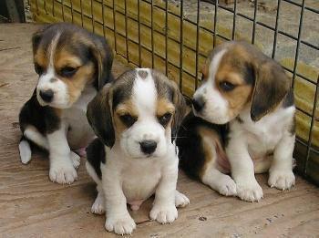 cachorros de beagle