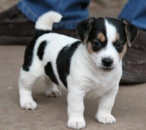 Cachorros jack russell terrier