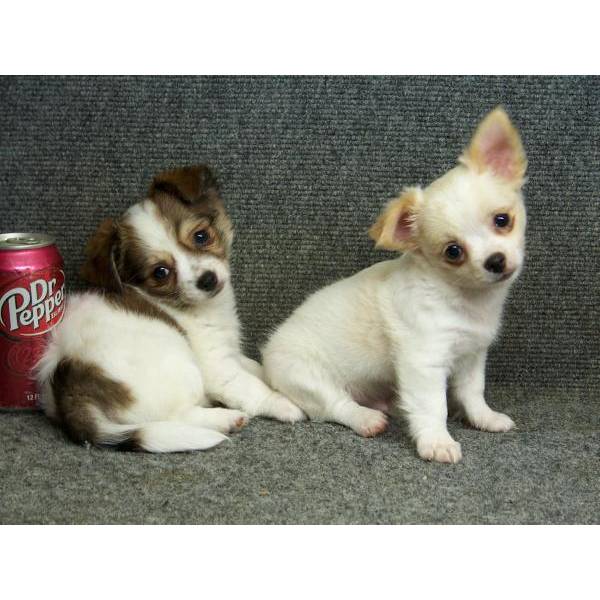 
Precio Chihuahua...........<strong>     $16,500.00  A   $20,000.00    (dependiendo del tamaño y color)</strong> <br><br>


100% pura raza, registrados todos los papeles en regla se envian a cualquier parte de la Republica.<br><br> 

<li>Contrato de compraventa<br><br></li>


<li>Seguro de vida gratuito por escrito de 5 años que cubre muerte en caso de cuestiones virales</li>
<br><br>

<li>Garantía de Pureza Racial<br><br></li>

<li>Certificado de registro inicial que extiende la Federación Canófila Mexicana donde los cachorros se entregan con tatuaje y microchip</li>

