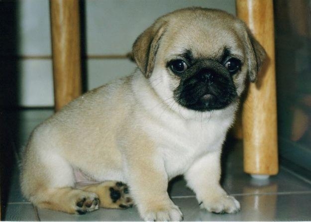 cachorros preciosos bacunados desparasitados y con chip