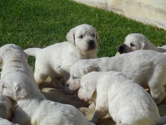 
Precio Golden Retriever...........<strong>             $15,500.00</strong> <br><br>


100% pura raza, registrados todos los papeles en regla se envian a cualquier parte de la Republica.<br><br> 

<li>Contrato de compraventa<br><br></li>


<li>Seguro de vida gratuito por escrito de 5 años que cubre muerte en caso de cuestiones virales</li>
<br><br>

<li>Garantía de Pureza Racial<br><br></li>

<li>Certificado de registro inicial que extiende la Federación Canófila Mexicana donde los cachorros se entregan con tatuaje y microchip</li>

